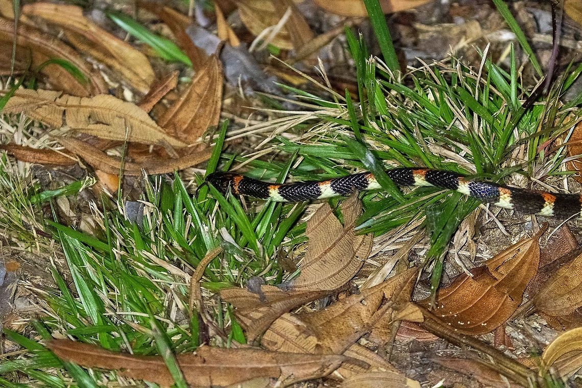 Werner's False Coral Snake (Oxyrhopus leucomelas) Ulcumano Ecolodge, Pasco, Peru. 8 Nov, 2020 Geotagged,Oxyrhopus leucomelas,Peru,Spring,Werner's False Coral Snake