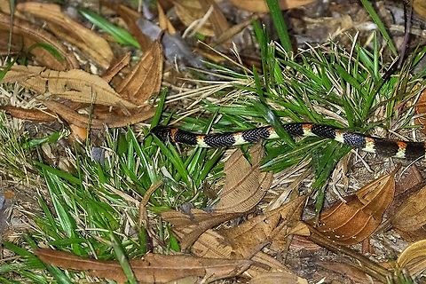 Werner's False Coral Snake