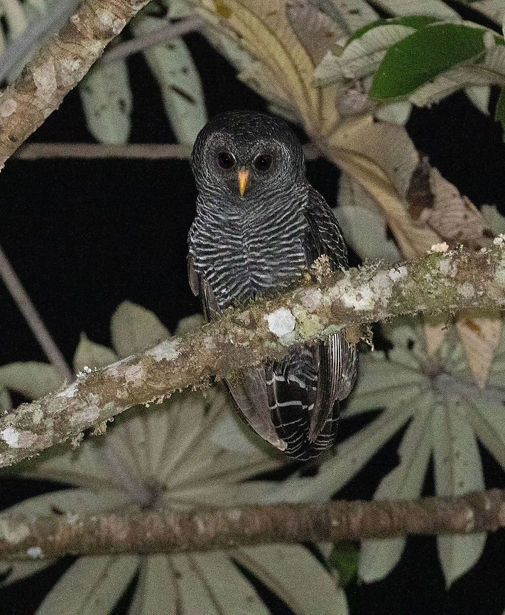 Black-banded owl (Ciccaba huhula) Ulcumano Ecolodge, Pasco, Peru. Nov 7, 2011 Black-banded owl,Geotagged,Peru,Spring,Strix huhula