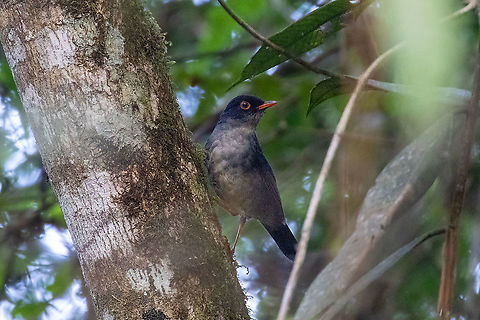 Slaty-backed nightingale-thrush (Catharus fuscater) Ulcumano Ecolodge, Pasco, Peru. Nov 7, 2011 Catharus fuscater,Geotagged,Peru,Slaty-backed nightingale-thrush,Spring