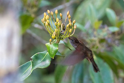 Bronzy inca (Coeligena coeligena) Ulcumano Ecolodge, Pasco, Peru. Nov 7, 2011 Bronzy inca,Coeligena coeligena,Geotagged,Peru,Spring
