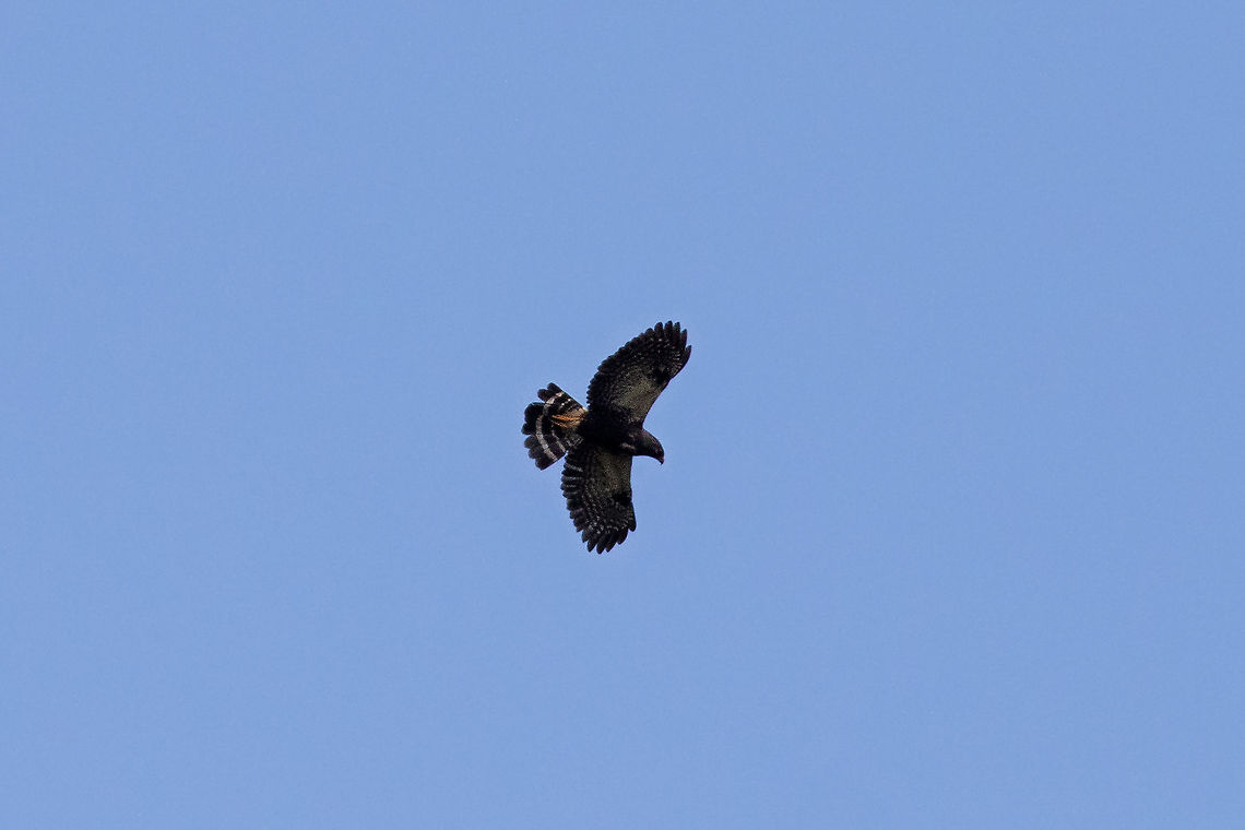 White-rumped hawk (Parabuteo leucorrhous) La Suiza, Chontabamba, Pasco, Peru. Oct 2, 2020 Geotagged,Parabuteo leucorrhous,Peru,Spring,White-rumped hawk