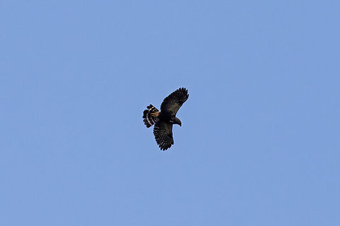 White-rumped hawk (Parabuteo leucorrhous) La Suiza, Chontabamba, Pasco, Peru. Oct 2, 2020 Geotagged,Parabuteo leucorrhous,Peru,Spring,White-rumped hawk
