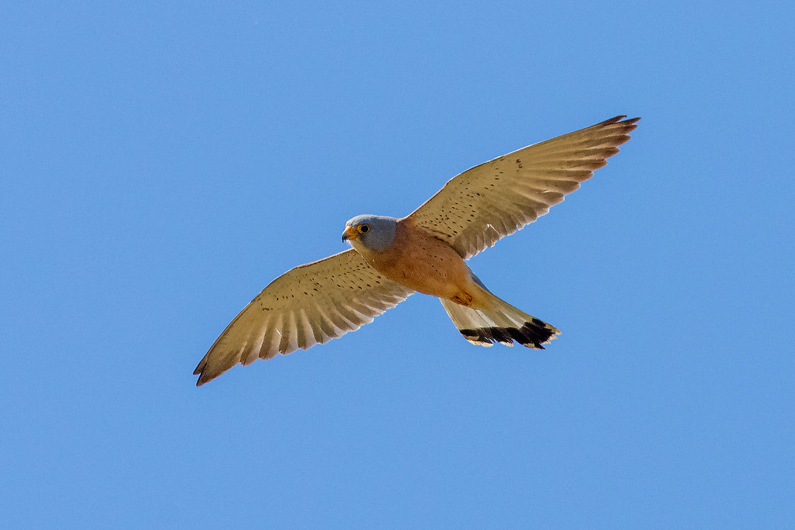 Lesser Kestrel (Falco naumanni) Villeveyrac, H&eacute;rault, France. May 3, 2021  Falco naumanni,France,Geotagged,Lesser Kestrel,Spring