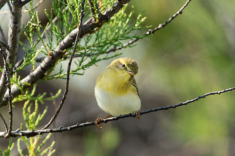 Wood Warbler (Phylloscopus sibilatrix) Les Aresqui&eacute;s, Frontignan, France. May 3, 2021 France,Geotagged,Phylloscopus sibilatrix,Spring,Wood Warbler
