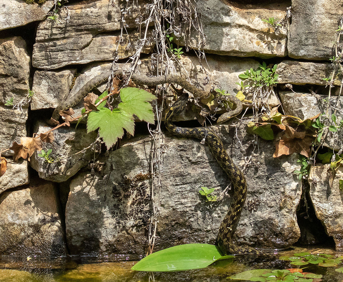 Natrix maura in the springtime... Home. France. May 4, 2021 France,Geotagged,Natrix maura,Spring,Viperine water snake
