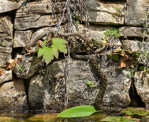 Viperine water snake