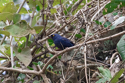 Deep-blue flowerpiercer (Diglossa glauca) La Suiza, Chontabamba, Pasco, Peru. Oct 2, 2020 Deep-blue flowerpiercer,Diglossa glauca,Geotagged,Peru,Spring