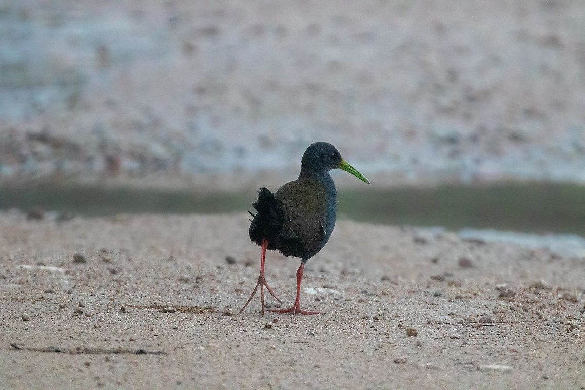 Blackish rail (Pardirallus nigricans) Chontabamba, Pasco, Peru. Oct 5, 2020 Blackish rail,Geotagged,Pardirallus nigricans,Peru,Spring