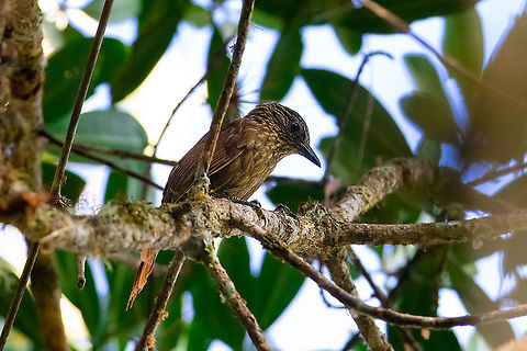 Striped treehunter (Thripadectes holostictus) PNYC - San Alberto, Pasco, Peru. Oct 9, 2020 Geotagged,Peru,Spring,Striped treehunter,Thripadectes holostictus