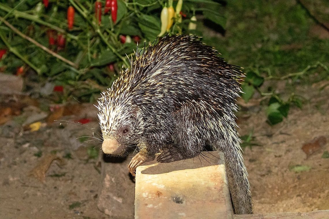 Brazilian porcupine (Coendou prehensilis) PNYC - El Paujil, Pasco, Peru. Oct 14, 2020 Brazilian porcupine,Coendou prehensilis,Geotagged,Peru,Spring