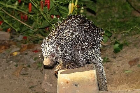 Brazilian porcupine (Coendou prehensilis) PNYC - El Paujil, Pasco, Peru. Oct 14, 2020 Brazilian porcupine,Coendou prehensilis,Geotagged,Peru,Spring
