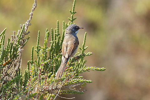 Spectacled warbler