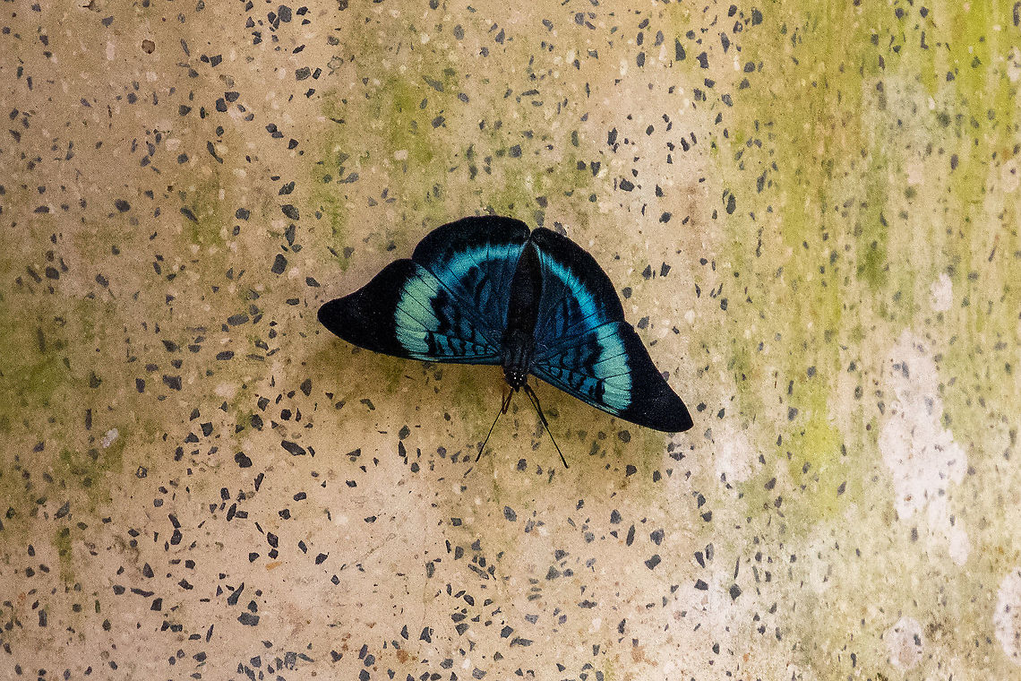 Red flasher (Panacea prola) PNYC - El Paujil, Pasco, Peru. Oct 15, 2020 Geotagged,Panacea prola,Peru,Spring