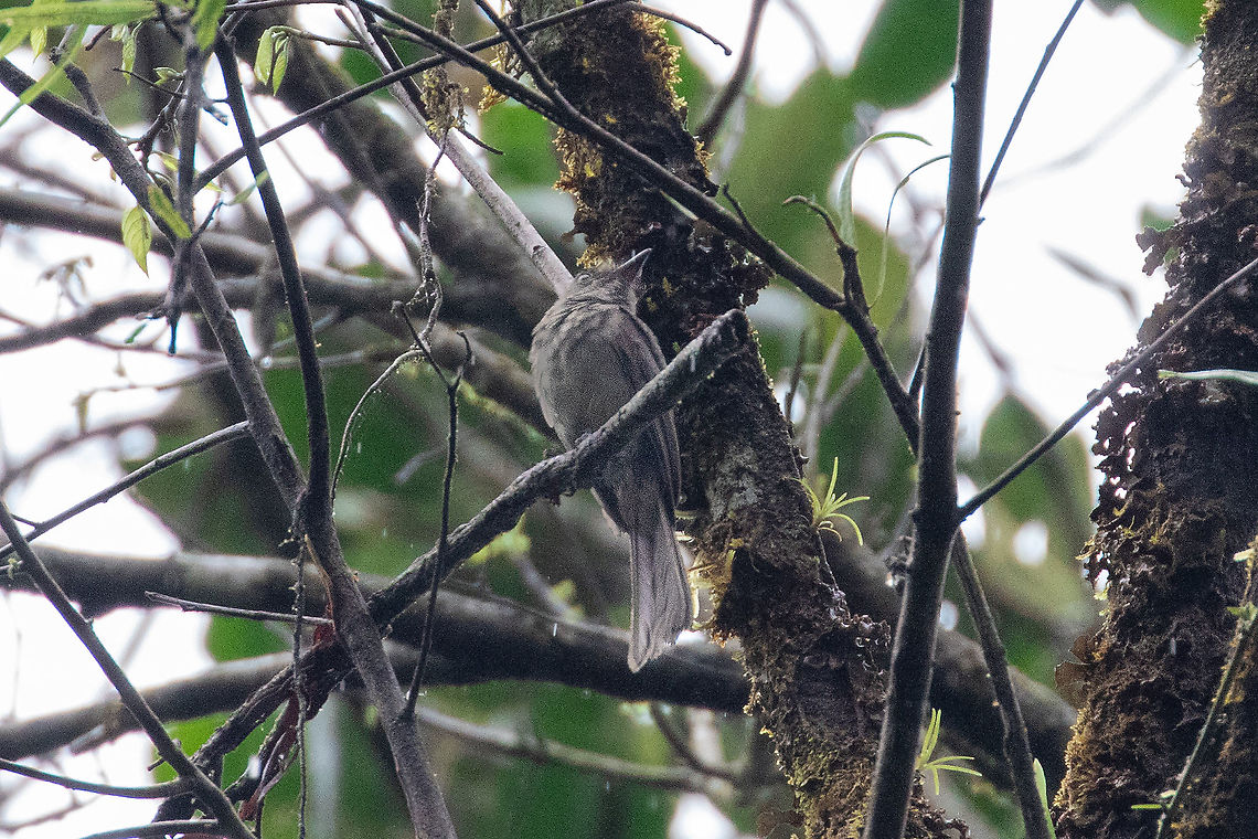 Greyish mourner (Rhytipterna simplex) PNYC - Pampa Pescado, Pasco, Peru. Oct 16, 2020 Geotagged,Greyish mourner,Peru,Rhytipterna simplex,Spring