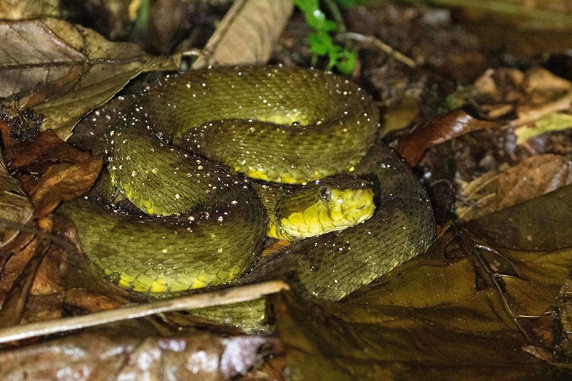 South American Fer-de-Lance (Bothrops atrox) PNYC - Pampa Pescado, Pasco, Peru. Oct 15, 2020 Bothrops atrox,Geotagged,Peru,South American Fer-de-Lance,Spring