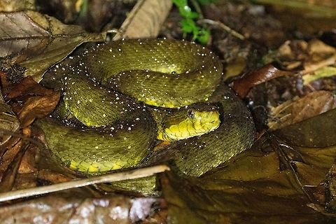South American Fer-de-Lance (Bothrops atrox) PNYC - Pampa Pescado, Pasco, Peru. Oct 15, 2020 Bothrops atrox,Geotagged,Peru,South American Fer-de-Lance,Spring