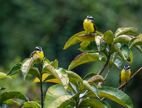 Lesser kiskadees (Pitangus lictor) PNYC - Pampa Pescado, Pasco, Peru. Oct 16, 2020 Geotagged,Lesser kiskadee,Peru,Pitangus lictor,Spring