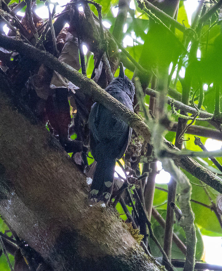 Grey antbird (Cercomacra cinerascens) PNYC - Pampa Pescado, Pasco, Peru. Oct 16, 2020 Cercomacra cinerascens,Geotagged,Grey antbird,Peru,Spring