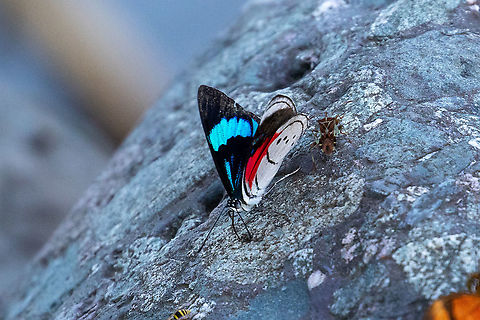 Mesotaenia vaninka (Nymphalidae) PNYC - Pampa Pescado, Pasco, Peru. Oct 17, 2020 Geotagged,Mesotaenia vaninka,Peru,Spring,Vaninka