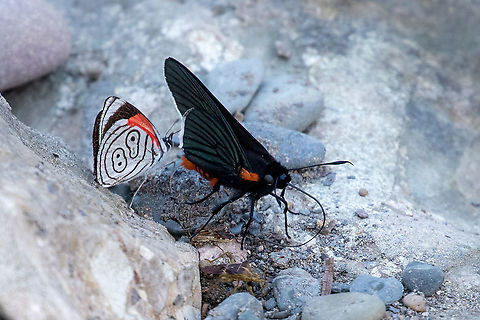 Pyrrhopygopsis romula (Hesperiidae) PNYC - Pampa Pescado, Pasco, Peru. Oct 17, 2020 Geotagged,Peru,Pyrrhopygopsis romula,Spring