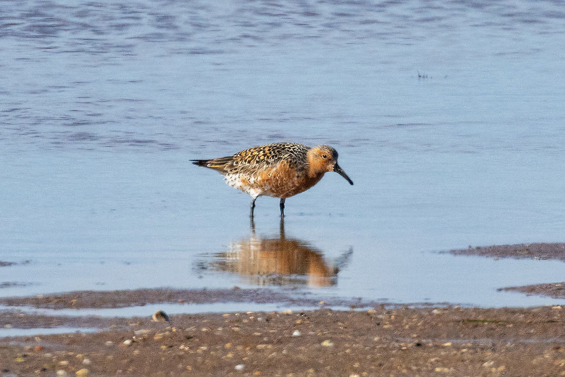 Red knot (Calidris canutus) coming into summer plage S&eacute;rignan, H&eacute;rault, France. May 12, 2021 Calidris canutus,France,Geotagged,Red knot,Spring
