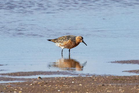 Red knot (Calidris canutus) coming into summer plage S&eacute;rignan, H&eacute;rault, France. May 12, 2021 Calidris canutus,France,Geotagged,Red knot,Spring
