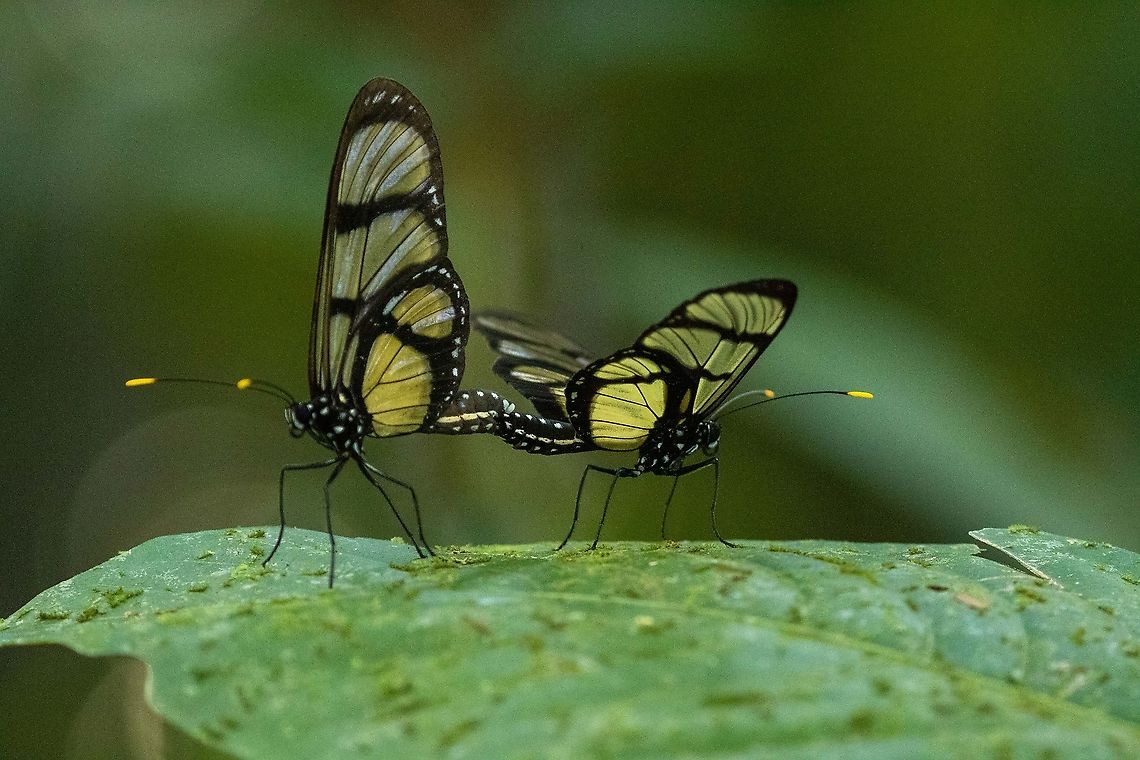 A pair of Giant Glasswings (Methona confusa) PNYC - Pampa Pescado, Pasco, Peru. Oct 17, 2020 Geotagged,Giant Glasswing,Methona confusa,Peru,Spring