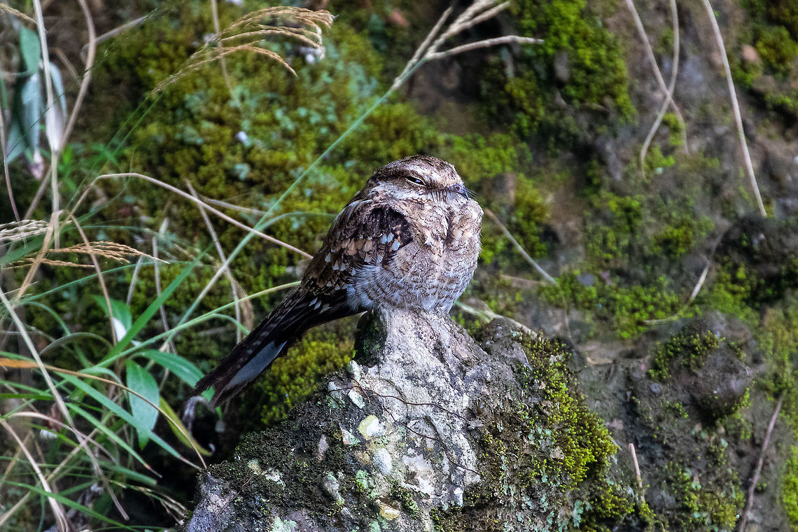 Ladder-tailed nightjar (Hydropsalis climacocerca) male PNYC - Pampa Pescado, Pasco, Peru. Oct 16, 2020 Geotagged,Hydropsalis climacocerca,Ladder-tailed nightjar,Peru,Spring