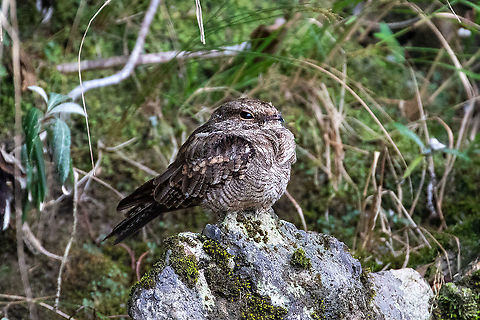 Ladder-tailed nightjar (Hydropsalis climacocerca) female PNYC - Pampa Pescado, Pasco, Peru. Oct 16, 2020 Hydropsalis climacocerca,Ladder-tail,Ladder-tailed