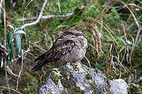 Ladder-tailed nightjar (Hydropsalis climacocerca) female PNYC - Pampa Pescado, Pasco, Peru. Oct 16, 2020 Hydropsalis climacocerca,Ladder-tail,Ladder-tailed