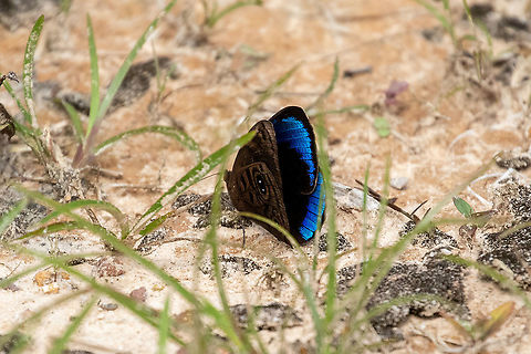 Dark Purplewing (Eunica alcmena) PNYC - El Paujil, Pasco, Peru. Oct 15, 2020 Dark Purplewing,Eunica alcmena,Geotagged,Peru,Spring