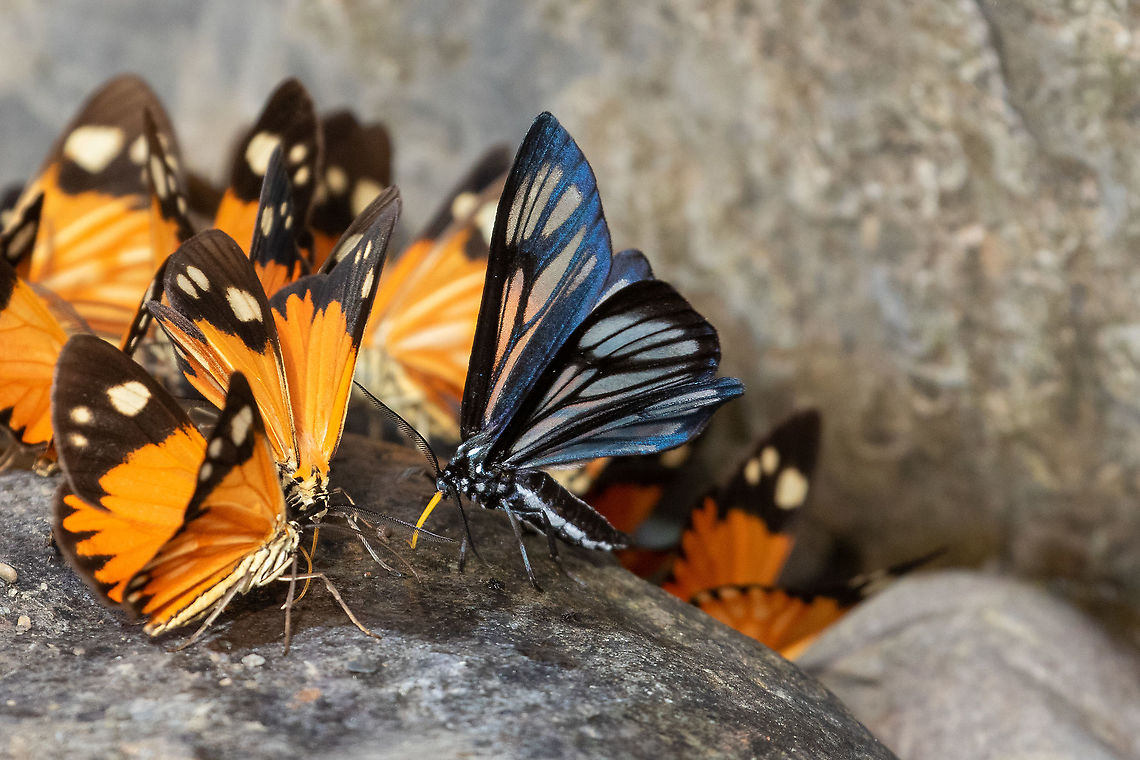 Gonora hyelosioides (Geometridae) PNYC - Pampa Pescado, Pasco, Peru. Oct 19, 2020 Geotagged,Gonora hyelosioides,Peru,Spring