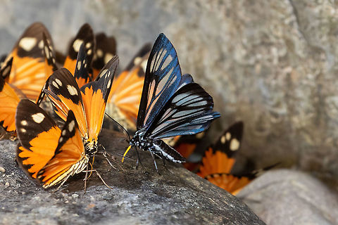 Gonora hyelosioides (Geometridae) PNYC - Pampa Pescado, Pasco, Peru. Oct 19, 2020 Geotagged,Gonora hyelosioides,Peru,Spring