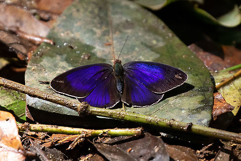 Eunica orphise (Nymphalidae) PNYC - Pampa Pescado, Pasco, Peru. Oct 20, 2020 Eunica orphise,Geotagged,Peru,Spring