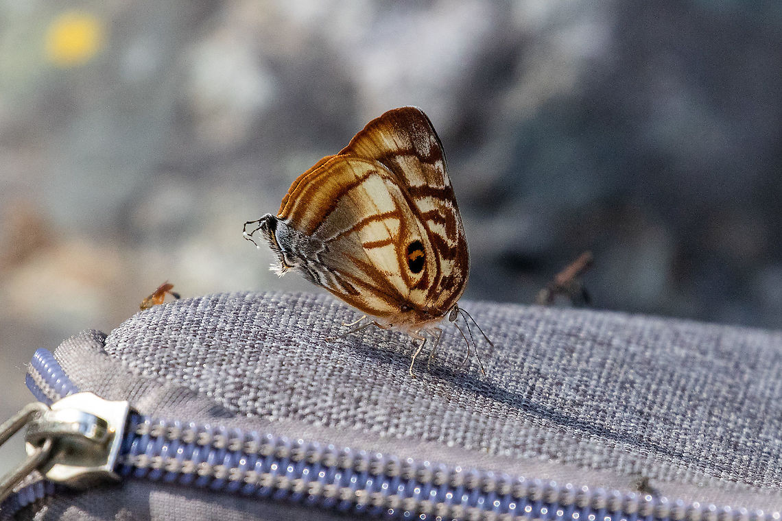 Meton Hairstreak (Rekoa meton) PNYC - Pampa Pescado, Pasco, Peru. Oct 21, 2020 Geotagged,Peru,Rekoa meton,Spring