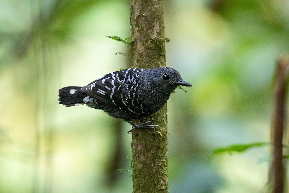 Common scale-backed antbird (Willisornis poecilinotus) male PNYC - Pampa Pescado, Pasco, Peru. Oct 21, 2020 Common scale-backed antbird,Geotagged,Peru,Spring,Willisornis poecilinotus