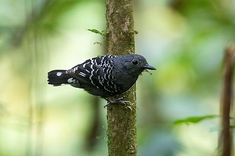 Common scale-backed antbird (Willisornis poecilinotus) male PNYC - Pampa Pescado, Pasco, Peru. Oct 21, 2020 Common scale-backed antbird,Geotagged,Peru,Spring,Willisornis poecilinotus