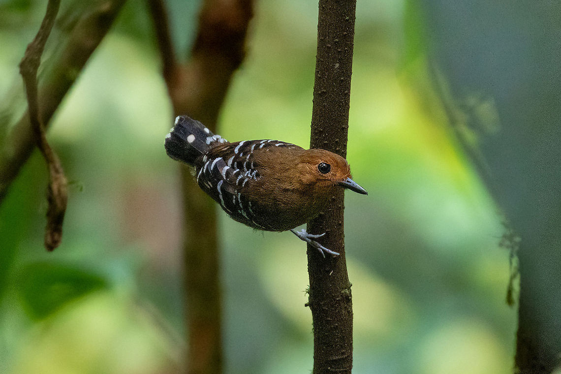 Common scale-backed antbird (Willisornis poecilinotus) female PNYC - Pampa Pescado, Pasco, Peru. Oct 21, 2020 Common scale-backed antbird,Geotagged,Peru,Spring,Willisornis poecilinotus
