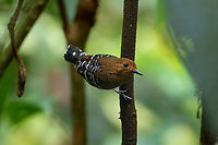 Common scale-backed antbird (Willisornis poecilinotus) female PNYC - Pampa Pescado, Pasco, Peru. Oct 21, 2020 Common scale-backed antbird,Geotagged,Peru,Spring,Willisornis poecilinotus