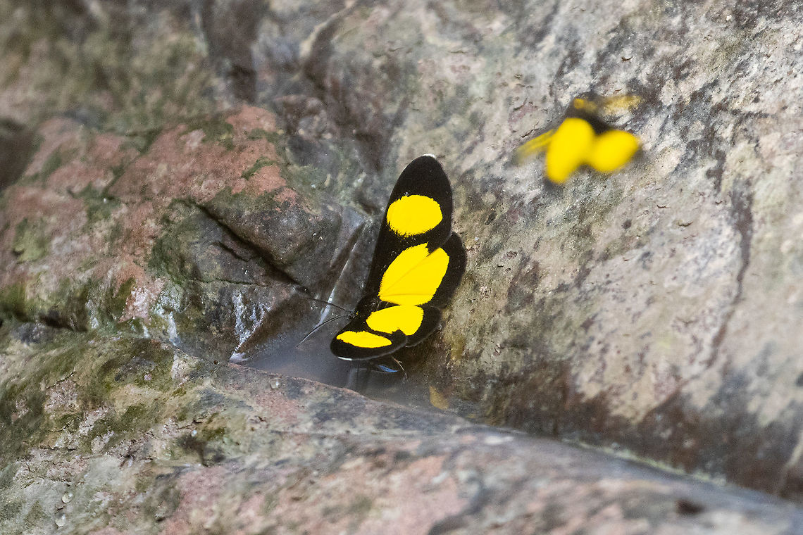 Linnaeus's Joker (Cyllopoda jatropharia) PNYC - Pampa Pescado, Pasco, Peru. Oct 19, 2020 Cyllopoda jatropharia,Geotagged,Linnaeus's Joker,Peru,Spring