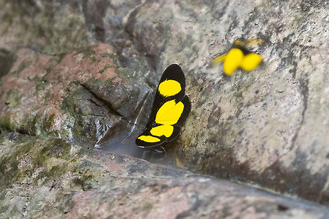 Linnaeus's Joker (Cyllopoda jatropharia) PNYC - Pampa Pescado, Pasco, Peru. Oct 19, 2020 Cyllopoda jatropharia,Geotagged,Linnaeus's Joker,Peru,Spring