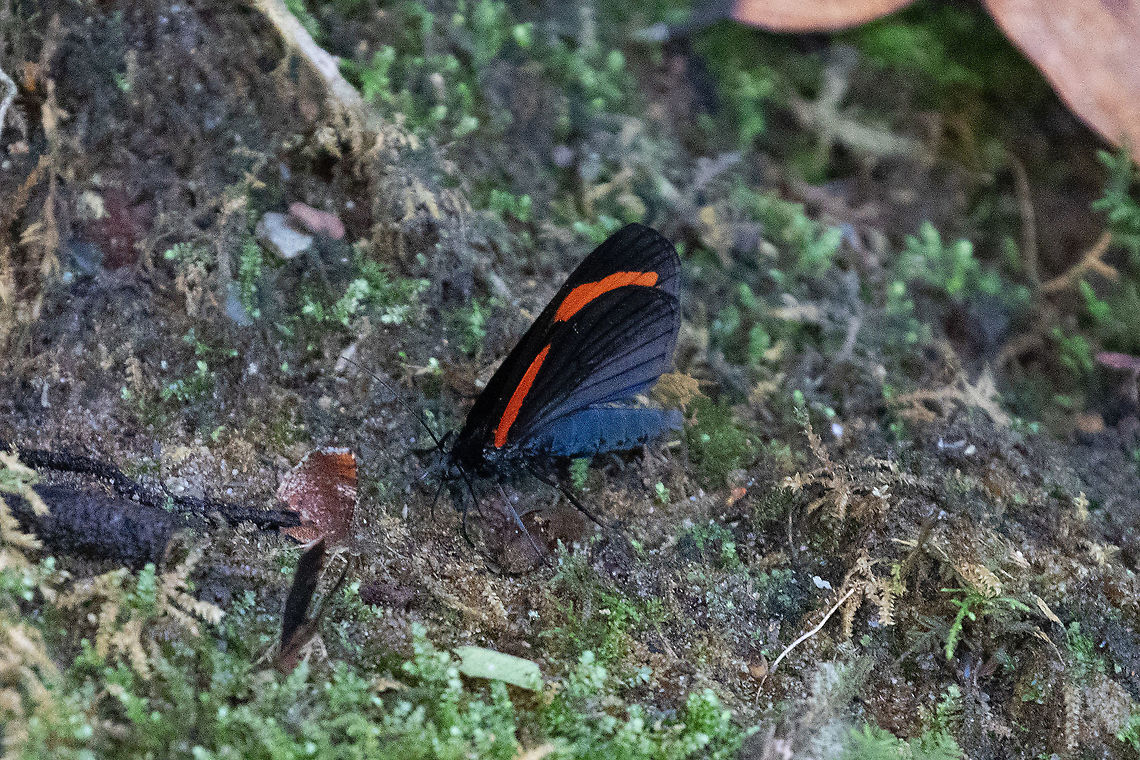 Siosta bifasciata (Geometridae) PNYC - Pampa Pescado, Pasco, Peru. Oct 21, 2020 Geotagged,Peru,Siosta bifasciata,Spring