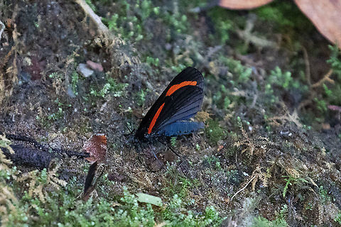 Siosta bifasciata (Geometridae) PNYC - Pampa Pescado, Pasco, Peru. Oct 21, 2020 Geotagged,Peru,Siosta bifasciata,Spring