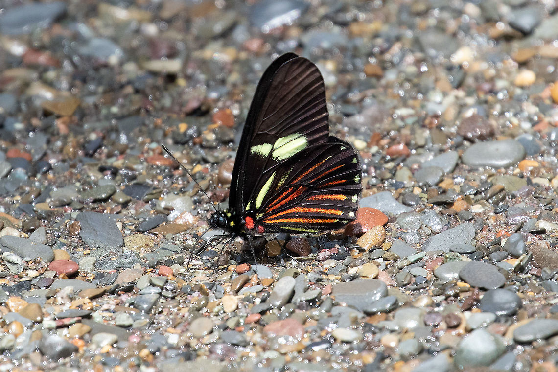 Cattleheart white (Archonias brassolis) PNYC - Pampa Pescado, Pasco, Peru. Oct 22, 2020 Archonias brassolis,Cattleheart white,Geotagged,Peru,Spring