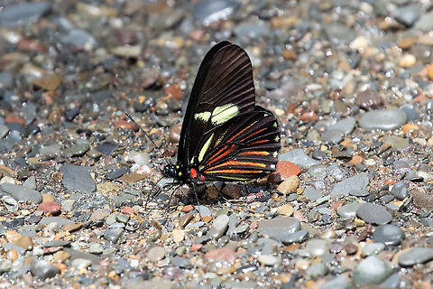 Cattleheart white (Archonias brassolis) PNYC - Pampa Pescado, Pasco, Peru. Oct 22, 2020 Archonias brassolis,Cattleheart white,Geotagged,Peru,Spring