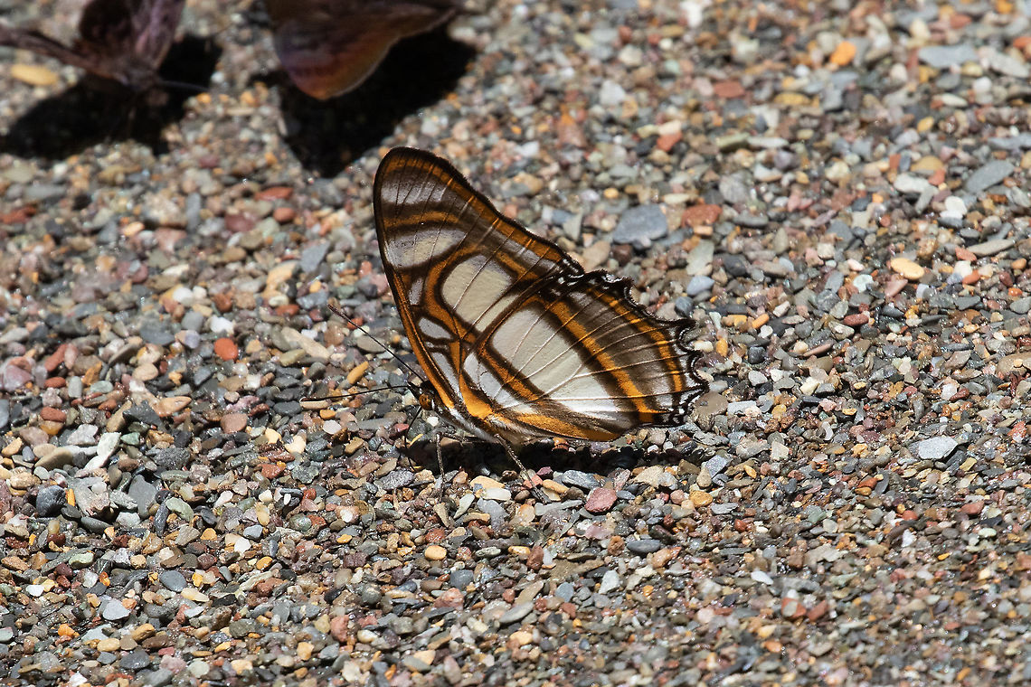 Elissa Page (Metamorpha elissa) PNYC - Pampa Pescado, Pasco, Peru. Oct 22, 2020 Geotagged,Metamorpha,Metamorpha elissa,Peru,Spring