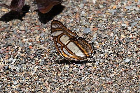 Elissa Page (Metamorpha elissa) PNYC - Pampa Pescado, Pasco, Peru. Oct 22, 2020 Geotagged,Metamorpha,Metamorpha elissa,Peru,Spring
