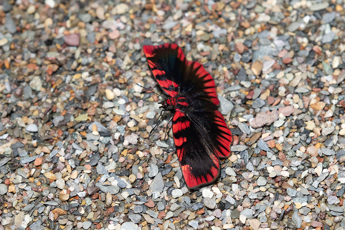 Haemactis sanguinalis (Hesperiidae) PNYC - Pampa Pescado, Pasco, Peru. Oct 22, 2020 Geotagged,Haemactis sanguinalis,Peru,Spring