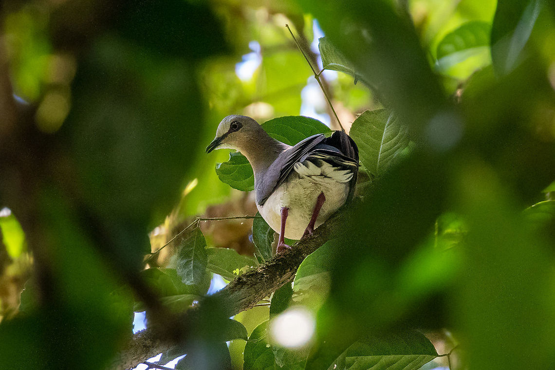 Grey-fronted dove (Leptotila rufaxilla) PNYC - Pampa Pescado, Pasco, Peru. Oct 22, 2020 Geotagged,Grey-fronted dove,Leptotila rufaxilla,Peru,Spring